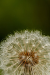 Dandelion on a green blurry background close-up macro