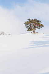 Daegwallyeong Sky sheep Ranch in Gangwon Province in winter Snowfall