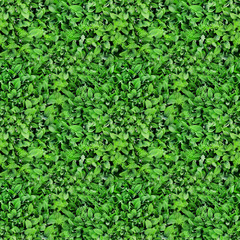Seamless texture of green leaves and flowers of lilies of the valley. View from above