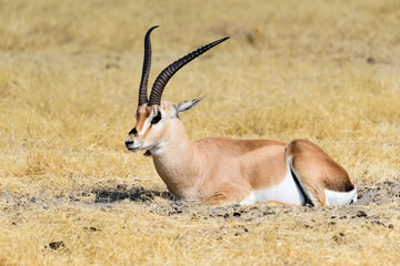 Grant Gazelle (Gazella granti) in the Ngorongoro savanna