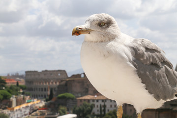 Seagull Rome