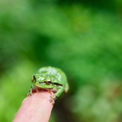 green frog with yellow eyes sitting on finger