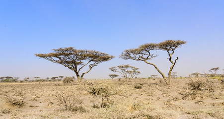 Fototapeta na wymiar Umbrella acacias (Albizia sp.) in morning fog along the road to the Serengeti National park