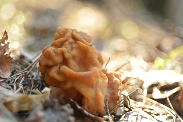 spring forest mushrooms (Gyromitra gigas), the first spring mushroom