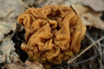 spring forest mushrooms (Gyromitra gigas), the first spring mushroom