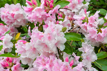 Spring background with pink flower 