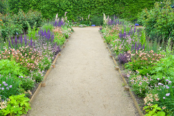 Garden  background with purple blue and pink flower 