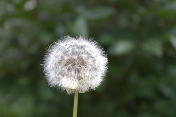 dandelion on green background