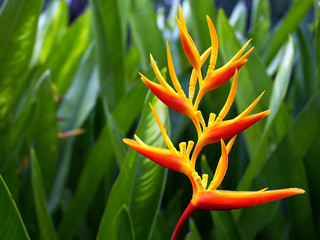 bird of paradise or strelitzia reginae flower with green leaves, colorful exotic south africa...