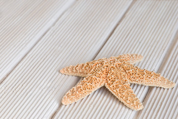 Pretty Starfish With Copy Space