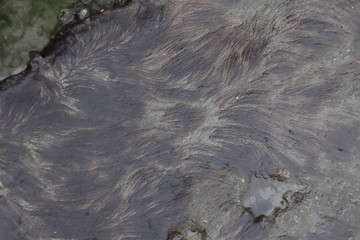Seaweed after low tide.