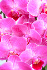 Pink orchid close up view  background. - Image