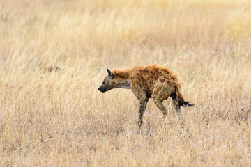 Spotted hyena (Crocuta crocuta) in the savanna, Serengeti National Park, Safari, East Africa, August 2017, Northern Tanzania