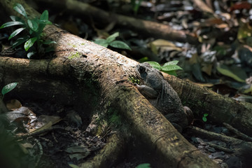 cane toad in Costa Rica