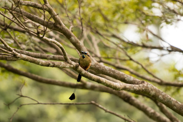 motmot bird in Costa Rica