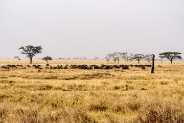 African buffalo herd (Syncerus caffer) in the wide gras savanna of the Serengeti , Serengeti National Park, Safari, East Africa, August 2017, Northern Tanzania