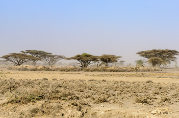 Umbrella acacias (Albizia sp.) in the dusty savanna near Serengeti National Park