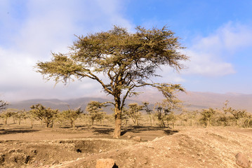 Single umbrella acacia (Albizia sp.) in the savanna near Serengeti National Park