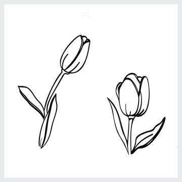 Tulips. Black and white graphics. Vector.