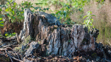 Fototapeta na wymiar Old rotten gray stump in the forest
