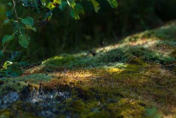 Sun glare on the moss in the forest. Cool shadow on a hot day