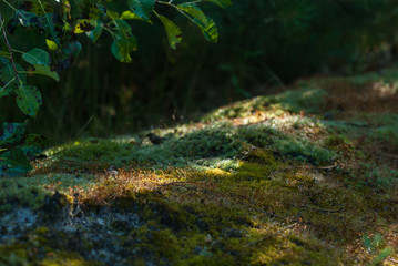 Obraz na płótnie Canvas Sun glare on the moss in the forest. Cool shadow on a hot day
