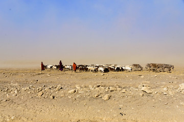 Cattle herd (Albizia sp.) in the dusty savanna near Serengeti National Park