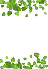 Flying green leaves on white background. Spring leaf vertical pattern on isolated backdrop. Fall fresh leaves plant. Vector illustration
