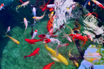 colorful fish carps in the water, multi-colored carps