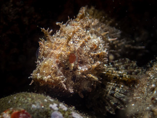 Fototapeta na wymiar Scorpionfish, Scorpaenidae are a family of mostly marine fish that includes many of the world's most venomous species. Bearded Scorpionfish.Macro underwater photography