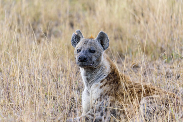 Spotted hyena (Crocuta crocuta) lying in the savanna, Serengeti National Park, Safari, East Africa, August 2017, Northern Tanzania