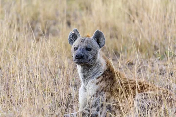 Foto op Aluminium Spotted hyena (Crocuta crocuta) lying in the savanna, Serengeti National Park, Safari, East Africa, August 2017, Northern Tanzania © Spohr