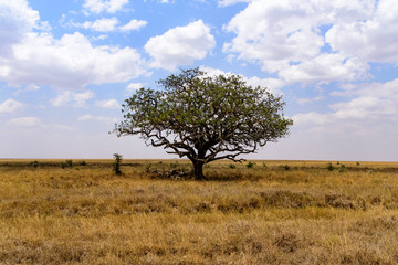 Free-standing Sausage tree (Kigelia africana) in the Serengeti savanna, Serengeti National Park, Safari, East Africa, August 2017, Northern Tanzania