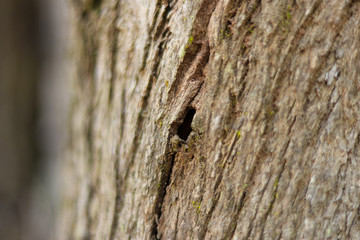 Close-up Tree Bark