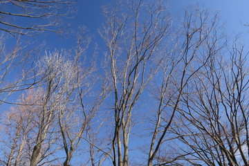 朝の公園の枯れ木と早春の青空