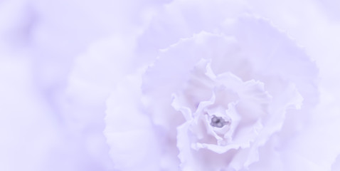 Abstract floral background, pale violet carnation flower. Macro flowers backdrop for holiday brand design