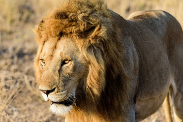 Portrait of a lion (Panthera leo) in the Serengeti savanna, Serengeti National Park, Safari, East Africa, August 2017, Northern Tanzania