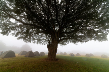 Camp site around a big tree in morning fog at the Ngorongoro crater rim