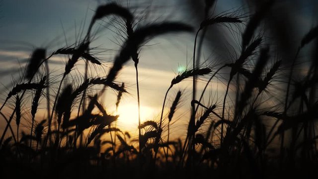 agriculture concept a golden sunset over wheat field. wheat harvest ears lifestyle slow motion video on background sky sunset