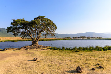 Lake Magadi in the Ngorongoro crater