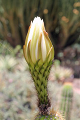 Kaktus echinopsis spachiana