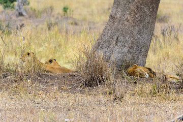 Sleeping lion and two lionesses (Panthera leo) under a tree, Serengeti National Park, Safari, East Africa, August 2017, Northern Tanzania