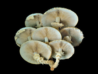 Edible mushrooms (Pholiota squrrosoides) 3