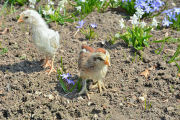 Very small chicken 9