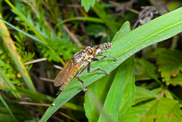 Raptorial fly (Asilella londti) 9