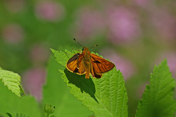 forest hopper butterfly; Ochlodes venatus