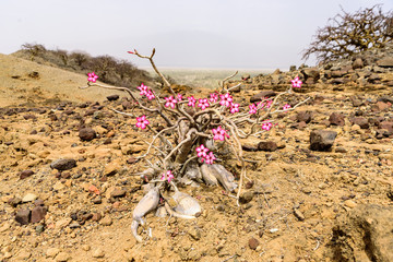 Desert rose (Adenium obesum) near Lake Natron, East Africa, August 2017, Northern Tanzania
