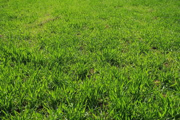 緑肥茂る春の休耕地