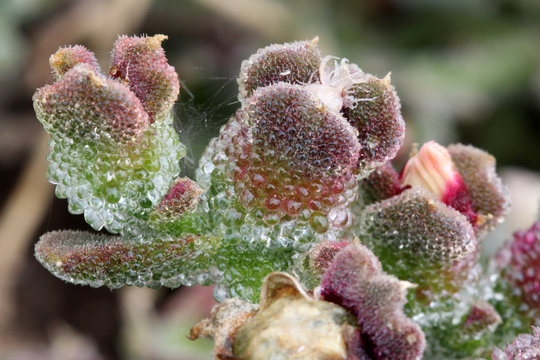 KRISTALLMITTAGSBLUME