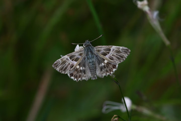 Oriental bouncy ; Carcharodus orientalis